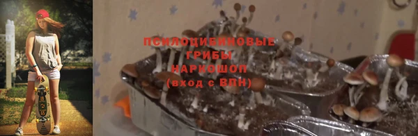 стаф Белокуриха